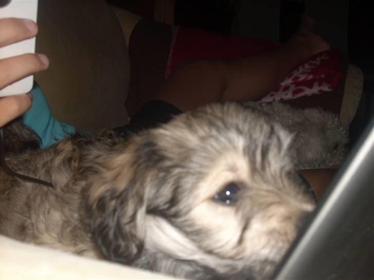 Blanding af racer Mika Joe billede 6