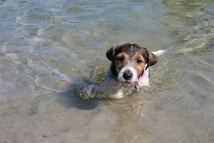 Jack russell terrier Amy - uden at bade for første gang.. XXD billede 13