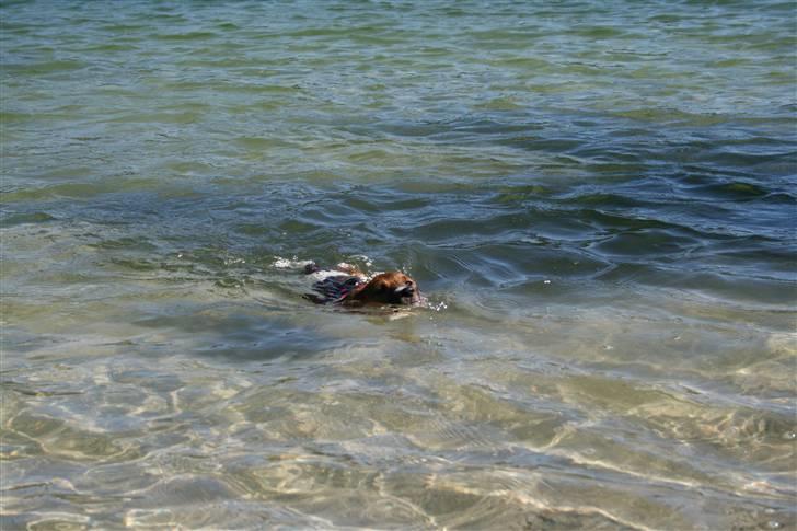Jack russell terrier Fanta <3 - når man er så lille fylder man ikke så meget ude i alt det vand ;) billede 12