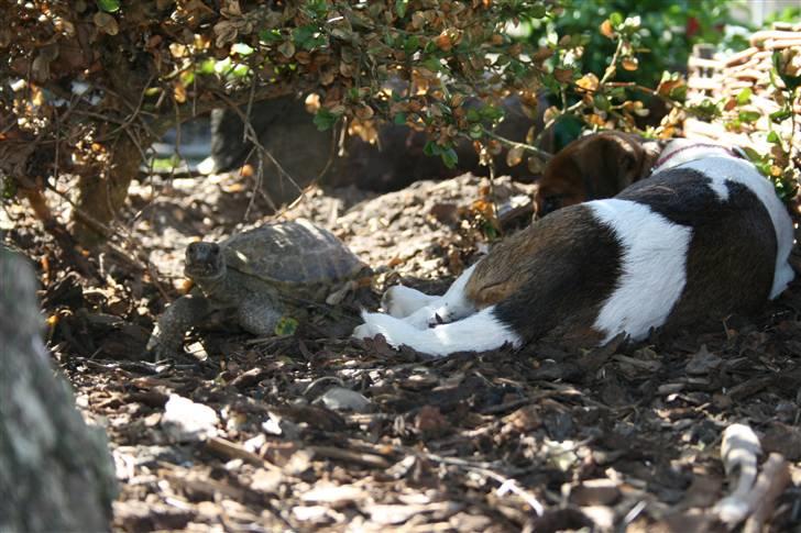 Jack russell terrier Fanta <3 - hygger med skildpadden ;D billede 13