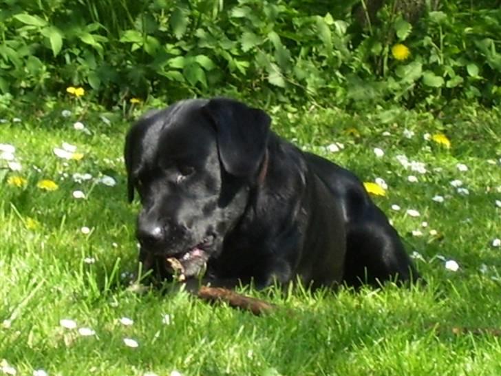 Labrador retriever Molly - det er skønt at komme ud i haven..  billede 1
