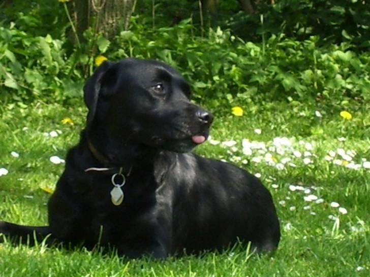 Labrador retriever Molly - Jeg kan række tunge.. vil du se...? billede 2