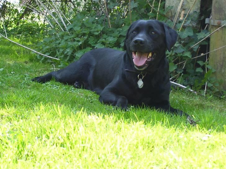 Labrador retriever Molly - ser jeg ikke dejlig ud? wow billede 3