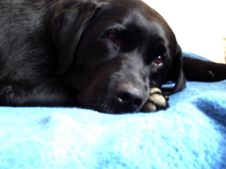 Labrador retriever Molly - en lur efter en lang dag er godt billede 4