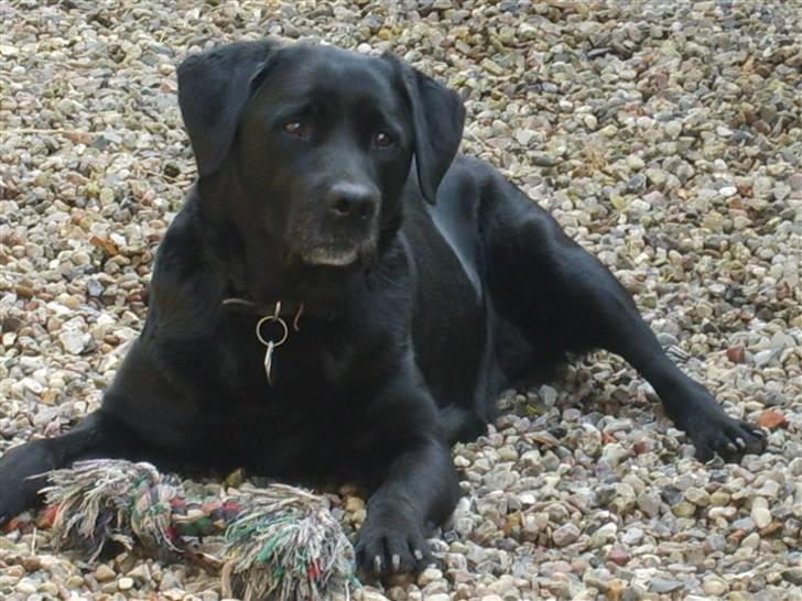 Labrador retriever Molly billede 5