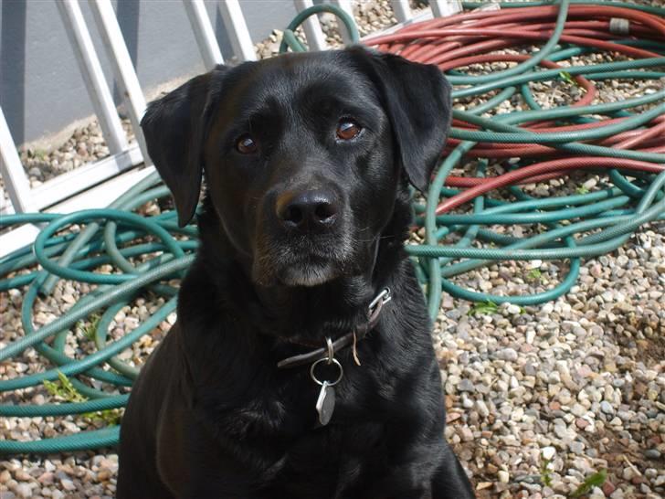 Labrador retriever Molly - jeg er en sød hund... ikke? billede 6