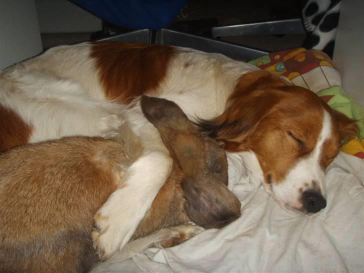 Kooikerhondje Høgedal's Smilla - Smilla ligger og tager en lur med Snubby billede 13