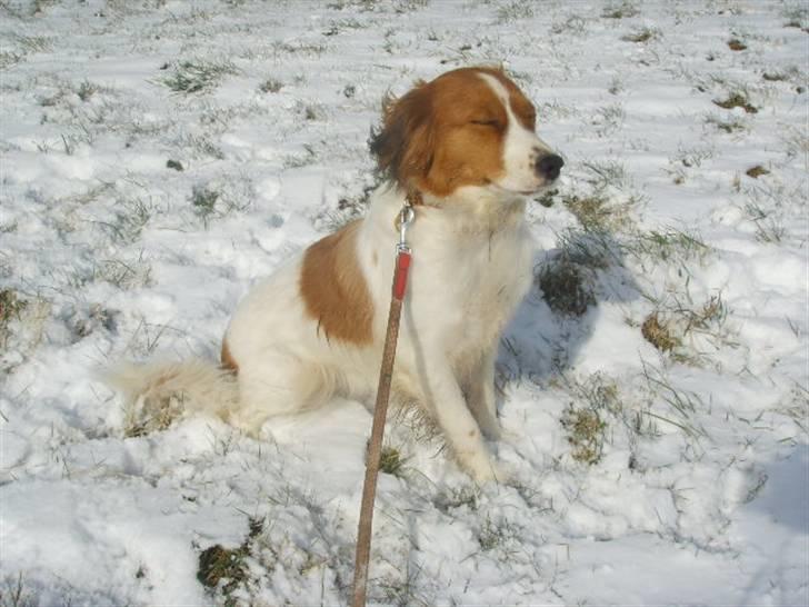 Kooikerhondje Høgedal's Smilla - Ude og lege i sneen billede 14