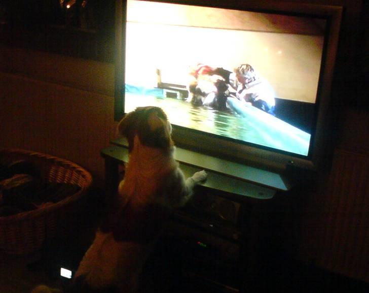 Kooikerhondje Høgedal's Smilla - Smilla ser optagelser af sig selv fra hunde svømme hallen billede 15