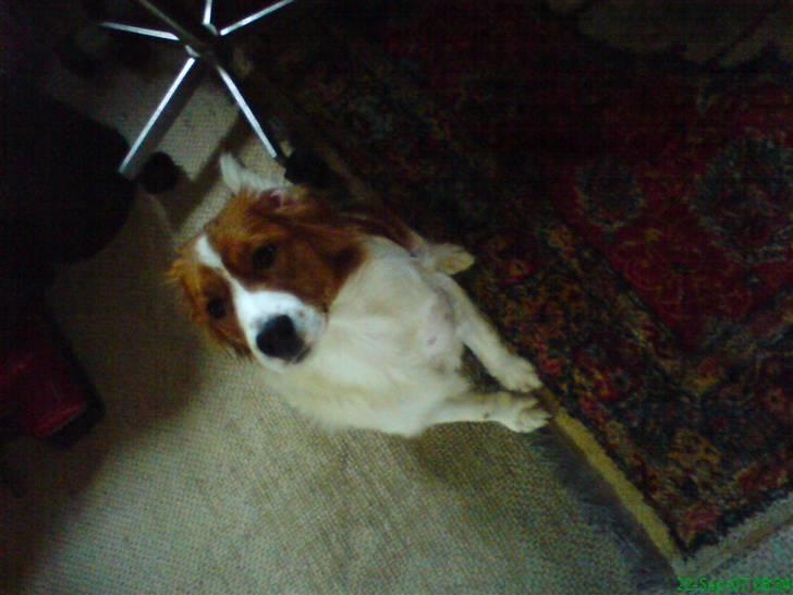 Kooikerhondje Høgedal's Smilla - Uskyldig blik, Ta ikk fejl.. billede 16