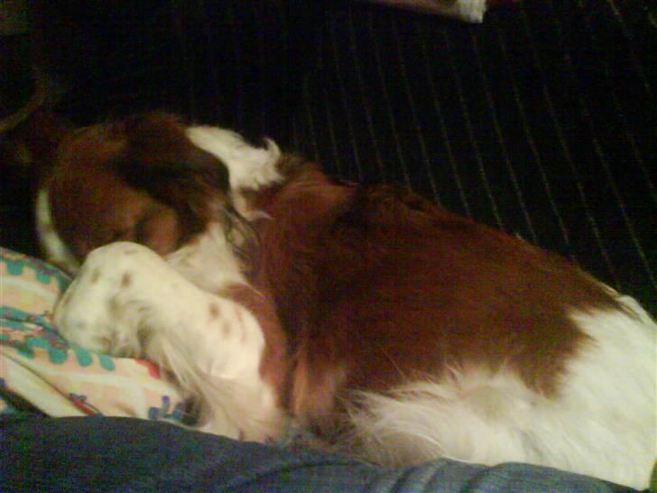 Kooikerhondje Xana  - "Lad mig nu bare sove"  billede 10