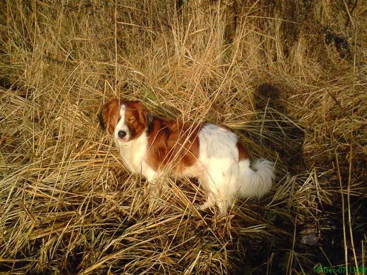 Kooikerhondje Xana  - Ved stranden billede 11