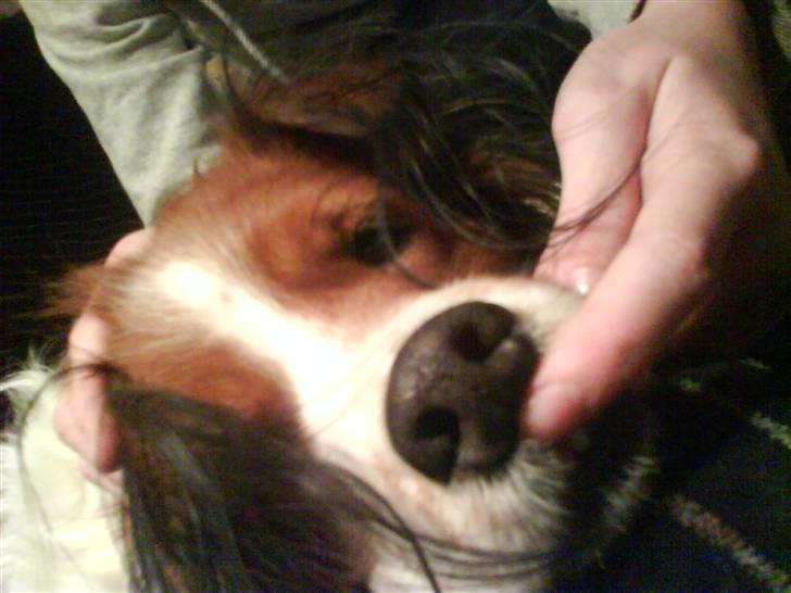 Kooikerhondje Xana  - Xana finder sig bare i alt :D billede 12