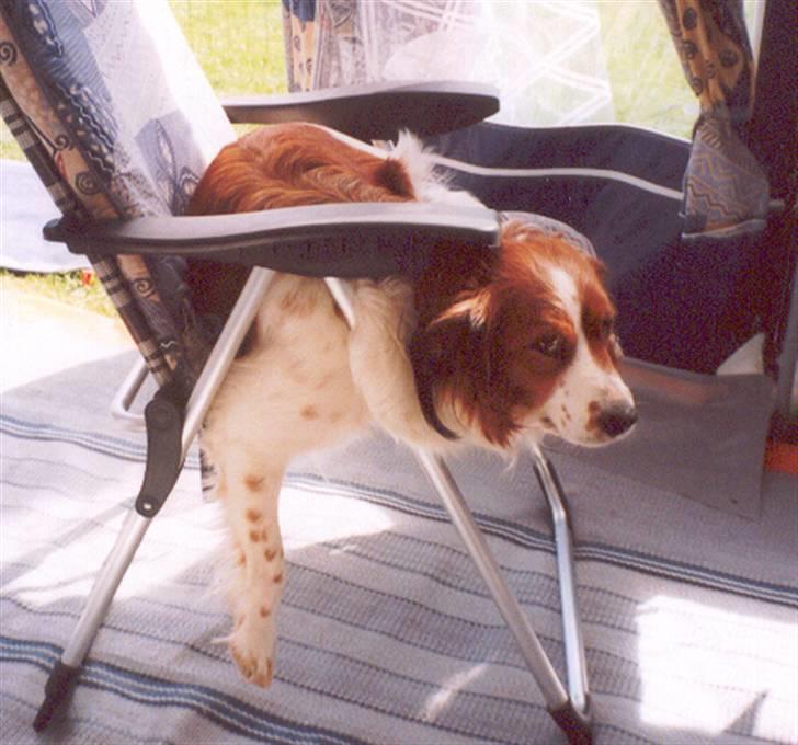 Kooikerhondje Xana  - Det godt at komme på camping og slappe lidt af. billede 13