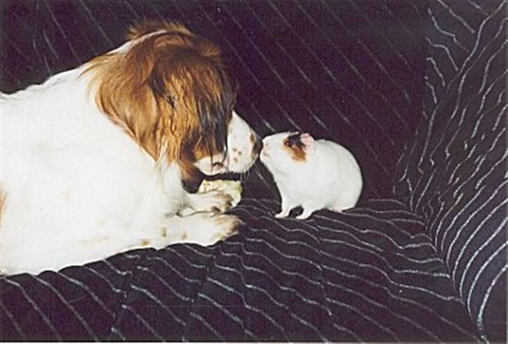 Kooikerhondje Xana  - Dyre elsker,. billede 14