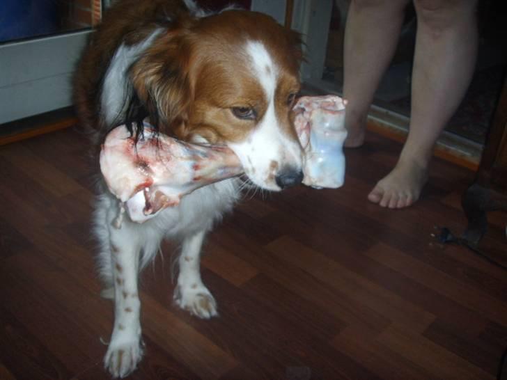 Kooikerhondje Xana  - Fødselsdags gave  billede 15