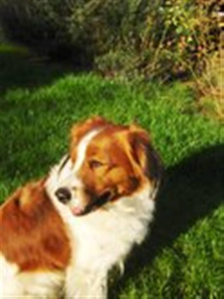 Kooikerhondje Xana  - Xana billede 16