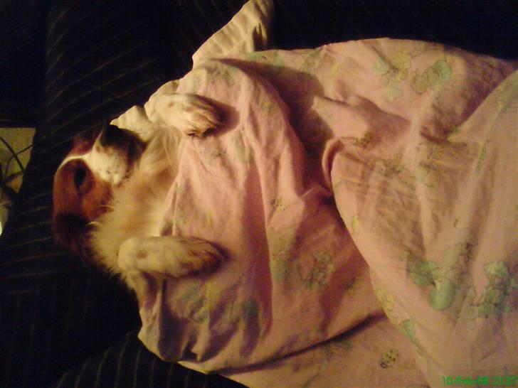 Kooikerhondje Xana  - Putte:D billede 17