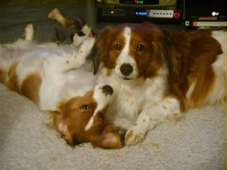 Kooikerhondje Xana  - Smilla og Xana billede 18