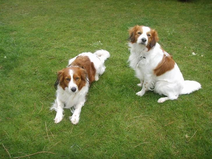 Kooikerhondje Xana  - Xana sammen med hendes 3 mand :) billede 19