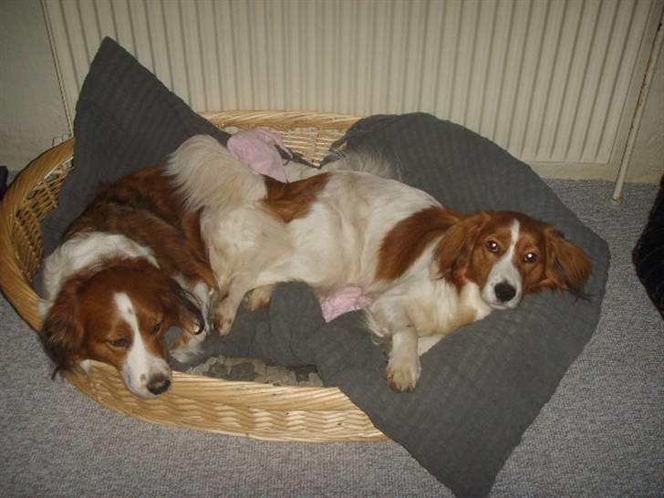 Kooikerhondje Xana  billede 20