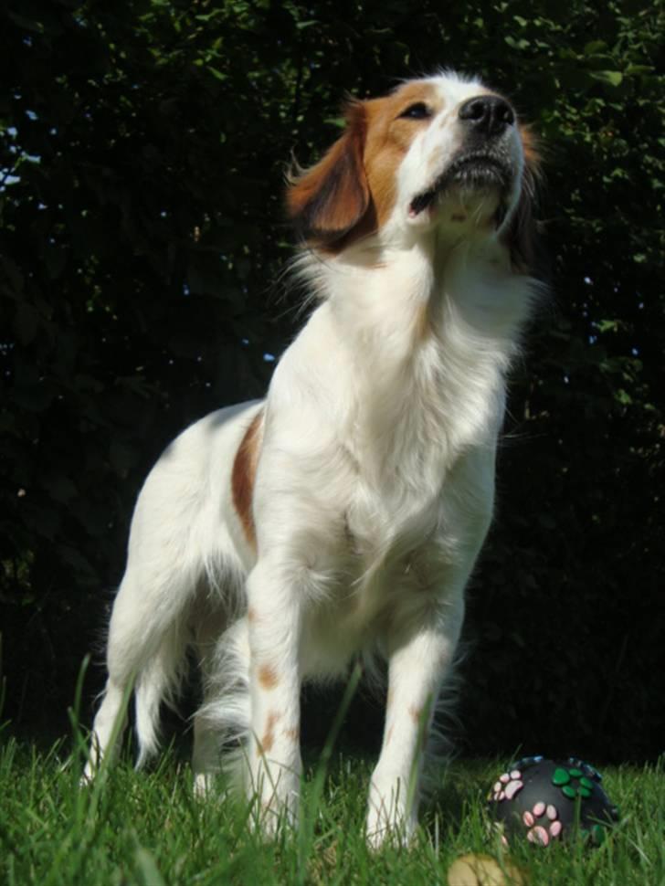 Kooikerhondje Høgedals Lady Smilla billede 1