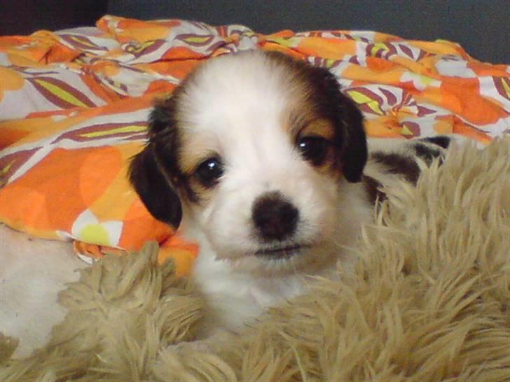 Kooikerhondje Høgedals Lady Smilla billede 2