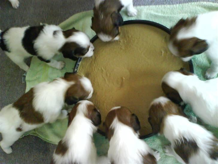 Kooikerhondje Høgedals Lady Smilla billede 3