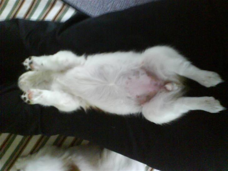 Kooikerhondje Høgedals Lady Smilla billede 4