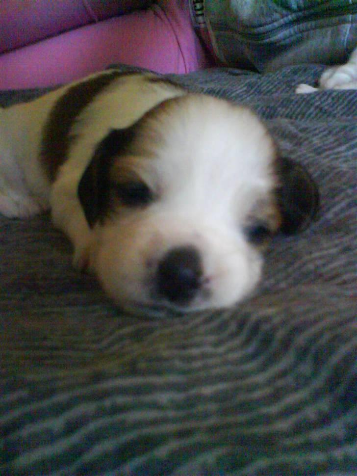 Kooikerhondje Høgedals Lady Smilla billede 5