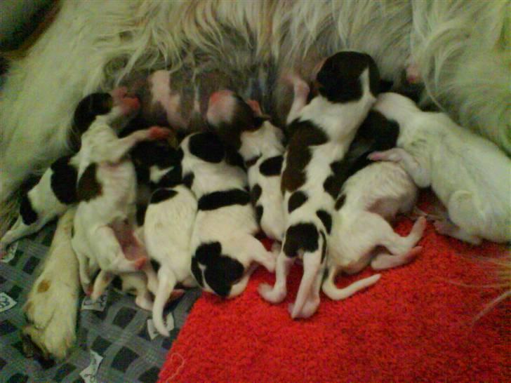 Kooikerhondje Høgedals Lady Smilla billede 6