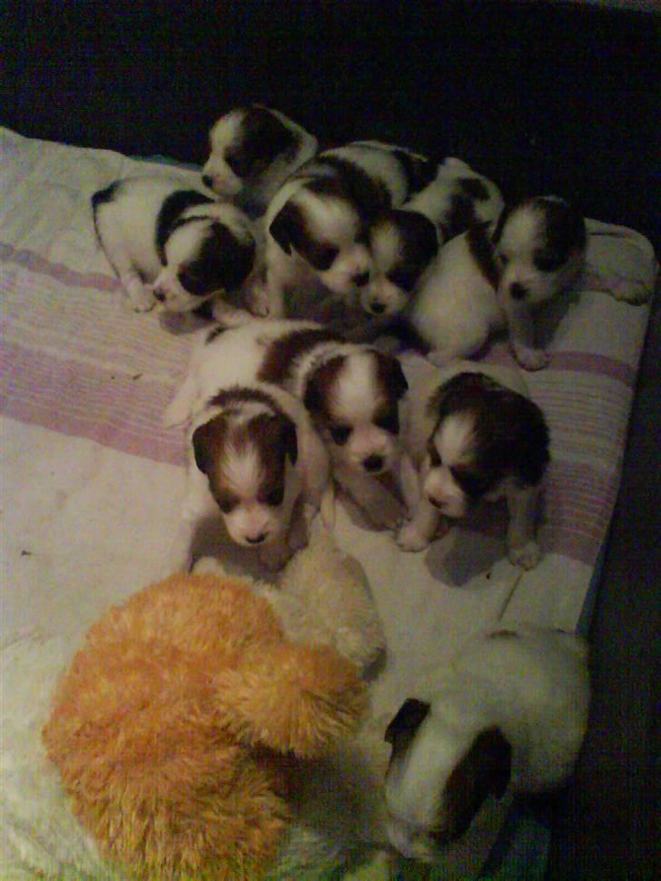 Kooikerhondje Høgedals Lady Smilla billede 7