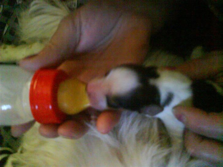 Kooikerhondje Høgedals Lady Smilla billede 8