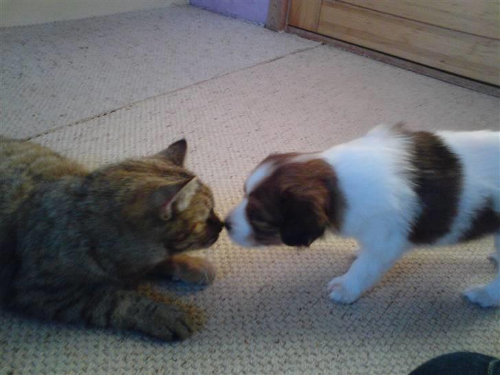 Kooikerhondje Høgedal's Smilla billede 17