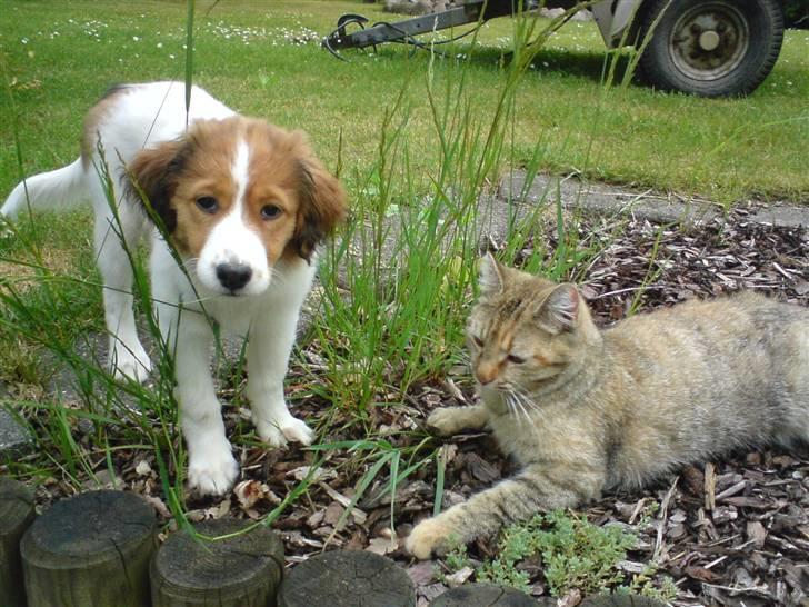 Kooikerhondje Høgedal's Smilla billede 18