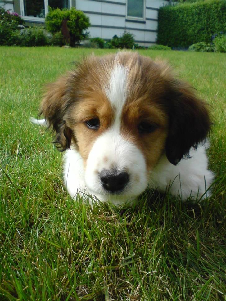 Kooikerhondje Høgedal's Smilla billede 19