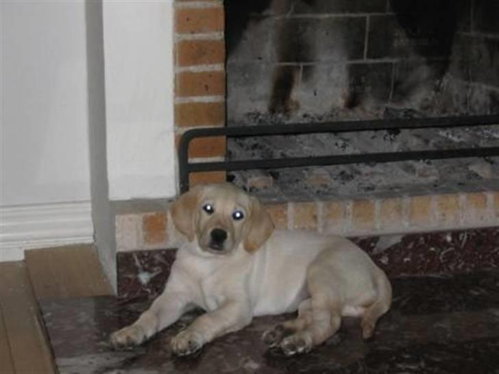 Labrador retriever Zita billede 8