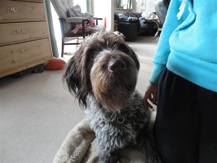 Ruhåret hønsehund Snedker´s Calli billede 7