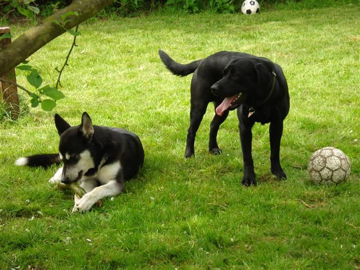 Blanding af racer - Kaldenavn Choice - Choice og Jako - Se flere billeder af Jako under fotoalbum "Jako - Den gode gerning" billede 15