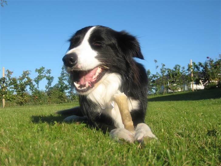 Border collie Rex  - lige meget hvad andre siger, vil du altid være min! hund <3  billede 10