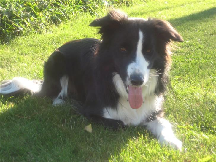 Border collie Rex  billede 11