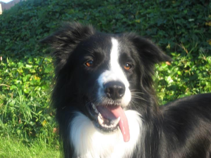 Border collie Rex  billede 12