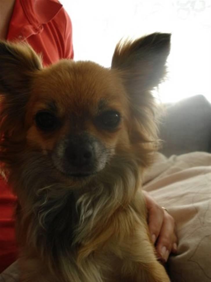 Chihuahua Lady billede 5