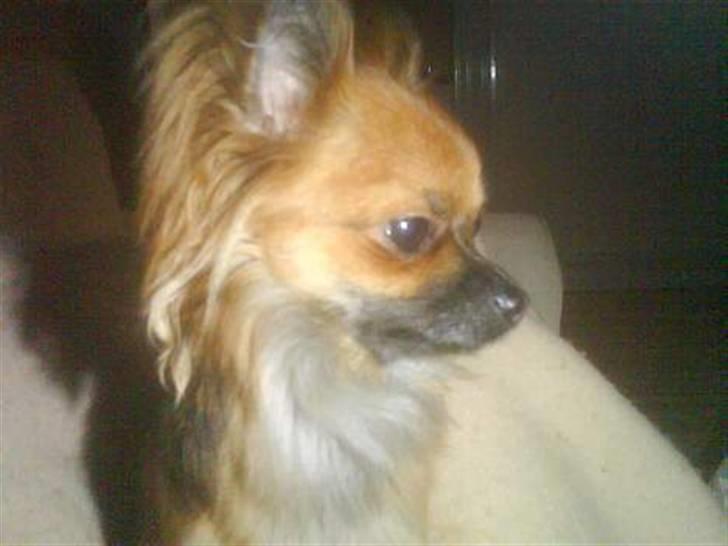 Chihuahua Lady billede 6