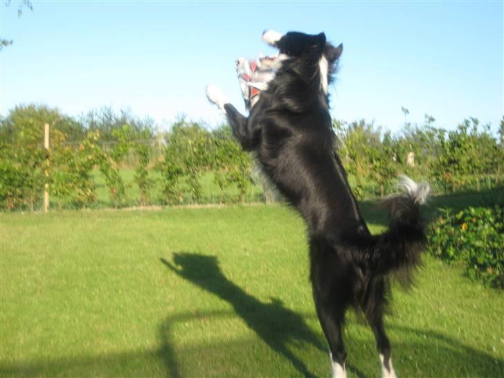 Border collie Rex  billede 13