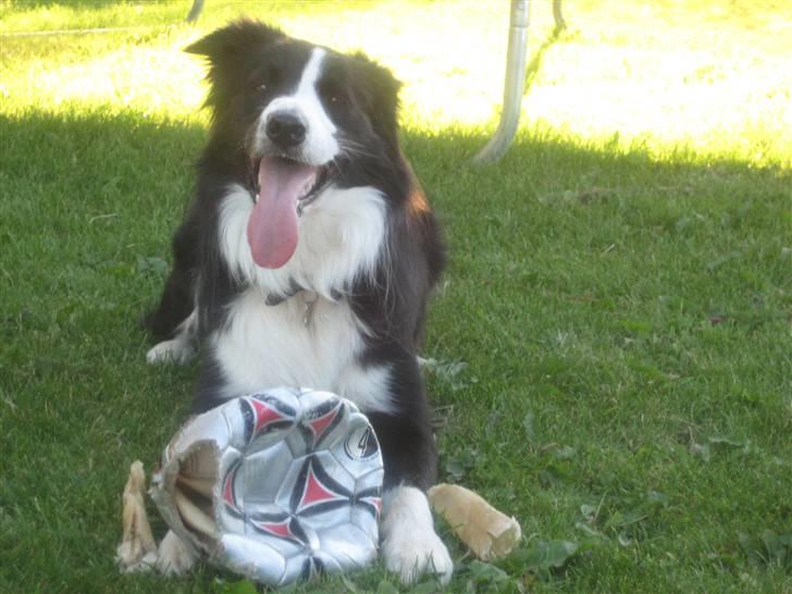 Border collie Rex  - Vi ses på den anden side min skønne hund <3  billede 14