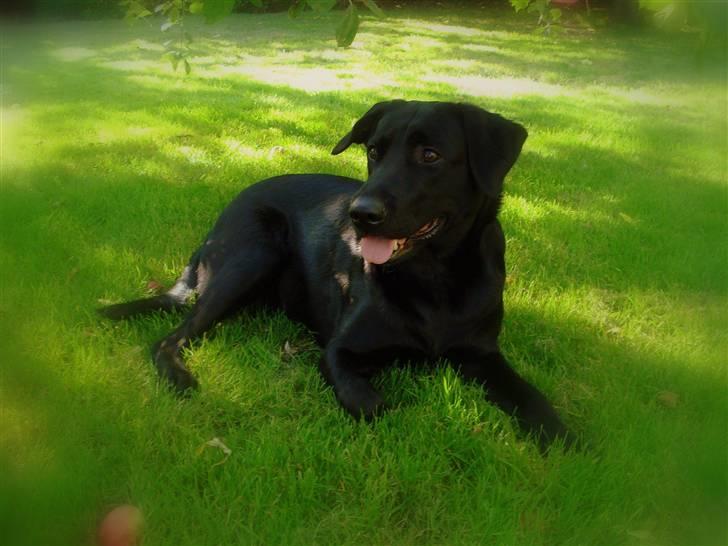 Blanding af racer - Kaldenavn Choice - 28-07-08 billede 16