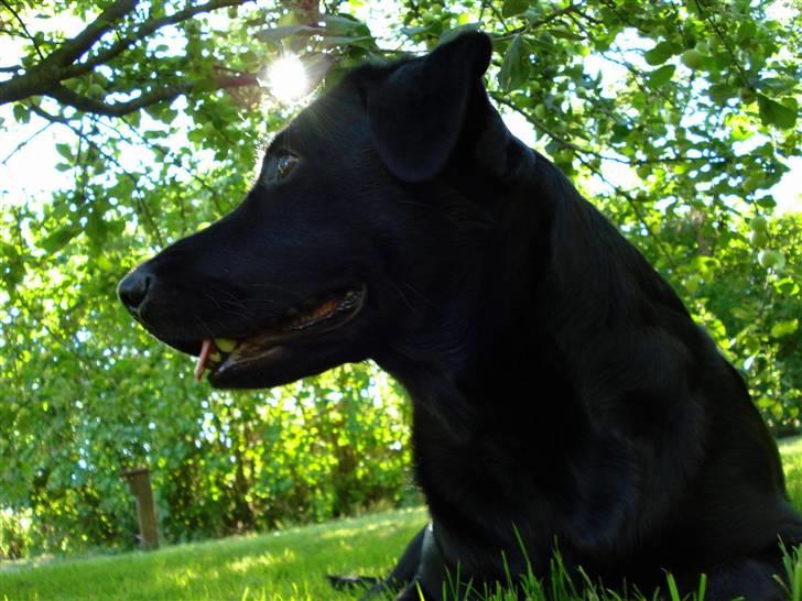 Blanding af racer - Kaldenavn Choice billede 17