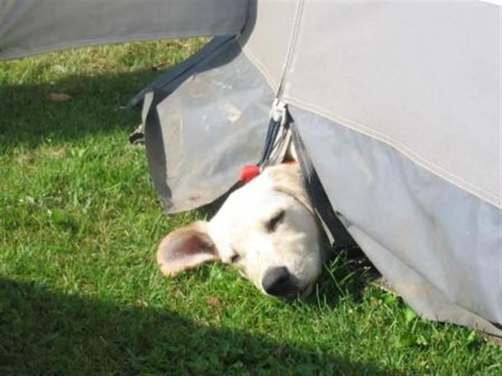 Labrador retriever Zita billede 9