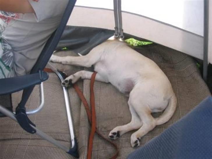 Labrador retriever Zita billede 10